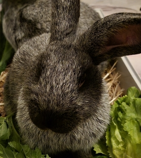 Luca sucht ein Zuhause