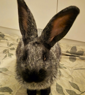 Matti sucht ein Zuhause